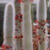 cleisocactus_hyalacanthus